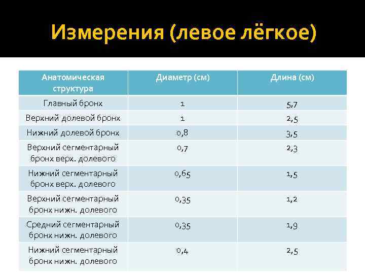 Измерения (левое лёгкое) Анатомическая структура Диаметр (см) Длина (см) Главный бронх 1 5, 7