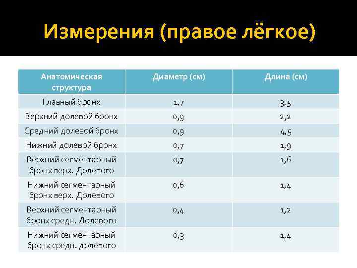 Измерения (правое лёгкое) Анатомическая структура Диаметр (см) Длина (см) Главный бронх 1, 7 3,