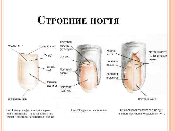 СТРОЕНИЕ НОГТЯ 