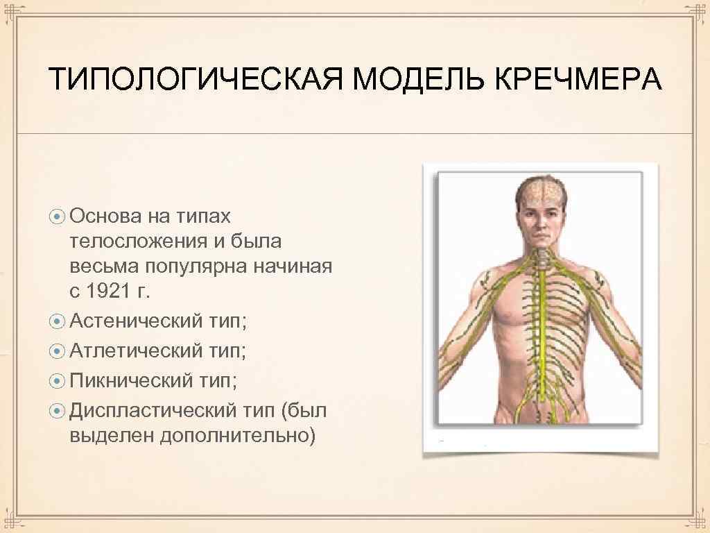 ТИПОЛОГИЧЕСКАЯ МОДЕЛЬ КРЕЧМЕРА ⦿ Основа на типах телосложения и была весьма популярна начиная с