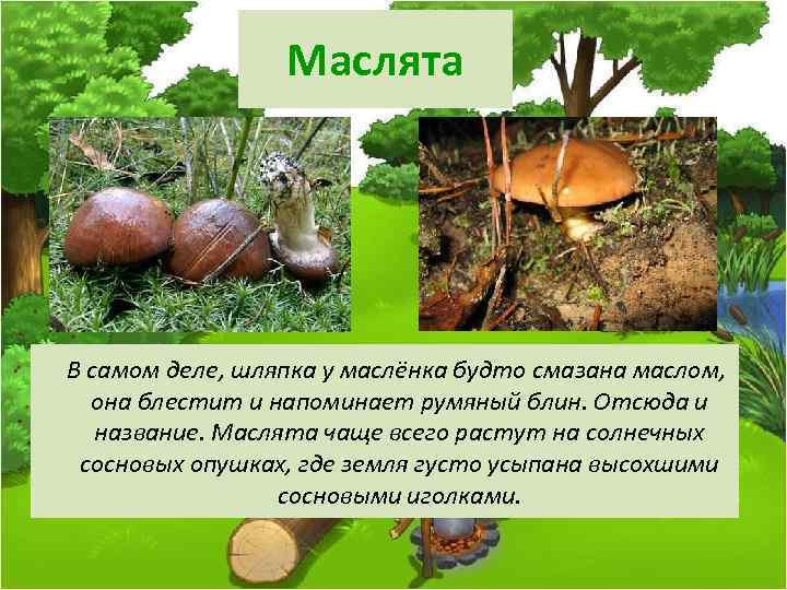 Маслята В самом деле, шляпка у маслёнка будто смазана маслом, она блестит и напоминает