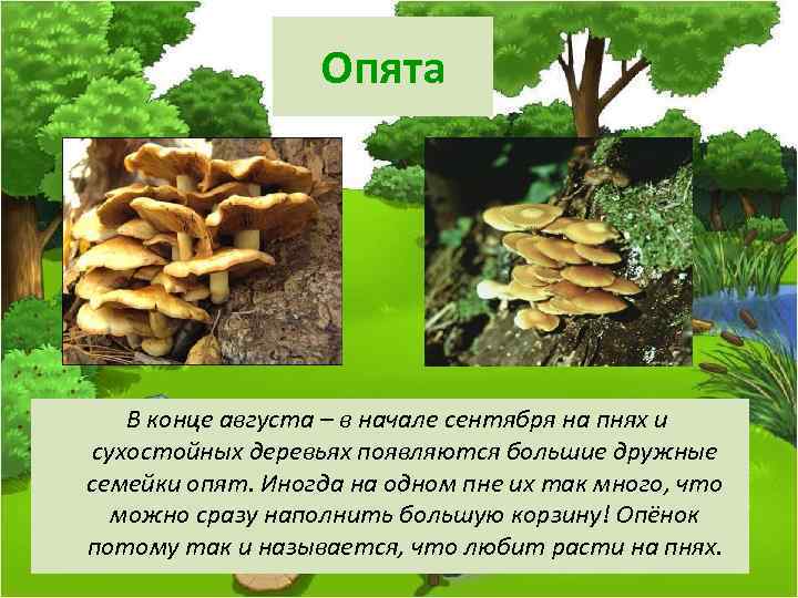 Опята В конце августа – в начале сентября на пнях и сухостойных деревьях появляются