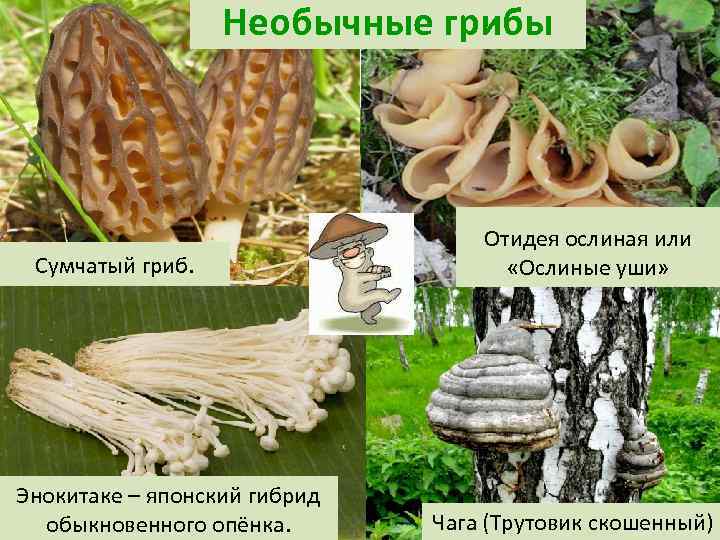 Необычные грибы Сумчатый гриб. Энокитаке – японский гибрид обыкновенного опёнка. Отидея ослиная или «Ослиные