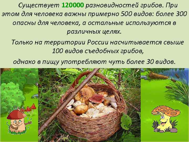 Существует 120000 разновидностей грибов. При этом для человека важны примерно 500 видов: более 300