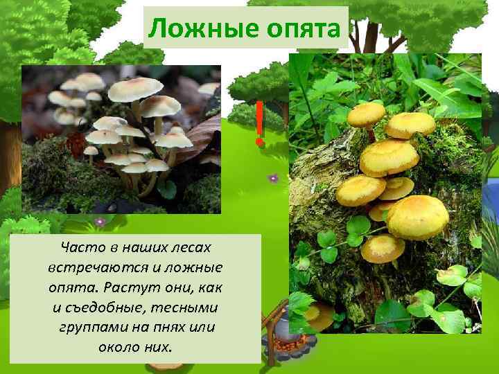 Ложные опята ! Часто в наших лесах встречаются и ложные опята. Растут они, как