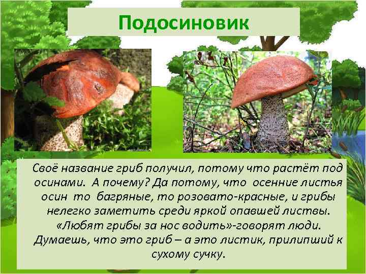 Подосиновик Своё название гриб получил, потому что растёт под осинами. А почему? Да потому,