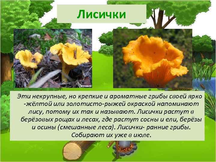 Лисички Эти некрупные, но крепкие и ароматные грибы своей ярко -жёлтой или золотисто-рыжей окраской