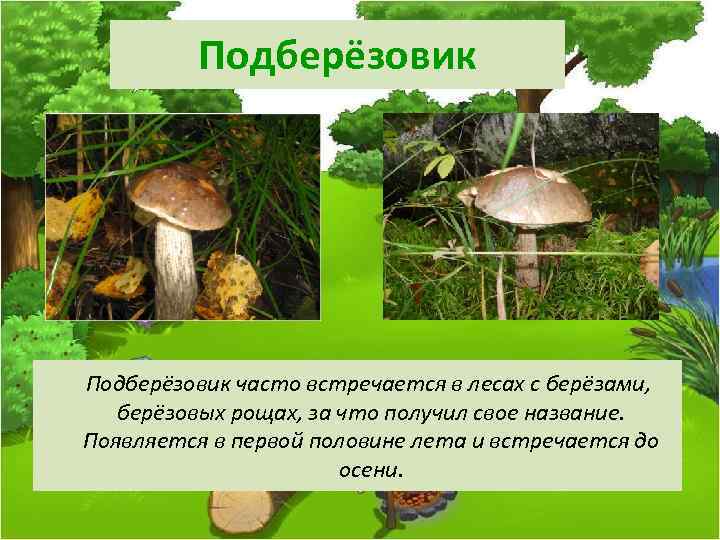Подберёзовик часто встречается в лесах с берёзами, берёзовых рощах, за что получил свое название.