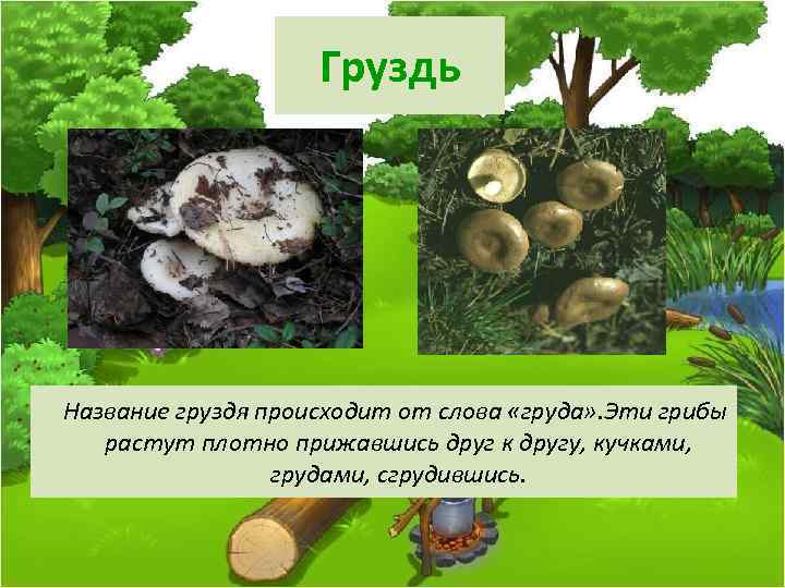 Груздь Название груздя происходит от слова «груда» . Эти грибы растут плотно прижавшись друг