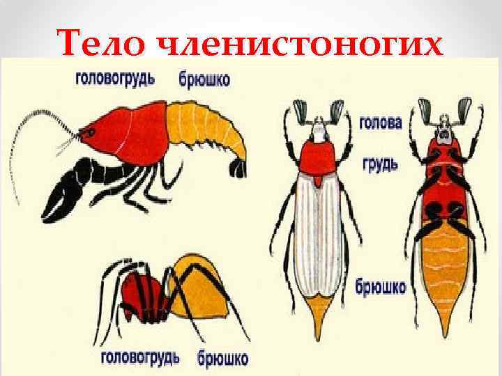 Покров тела членистоногих это