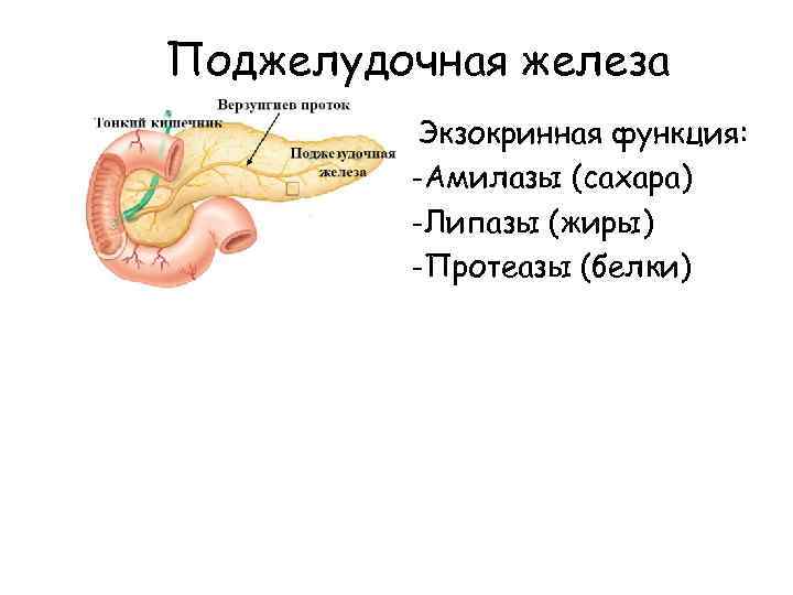 Поджелудочная железа Экзокринная функция: -Амилазы (сахара) -Липазы (жиры) -Протеазы (белки) 
