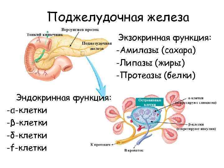 Поджелудочная железа Экзокринная функция: -Амилазы (сахара) -Липазы (жиры) -Протеазы (белки) Эндокринная функция: -α-клетки -β-клетки