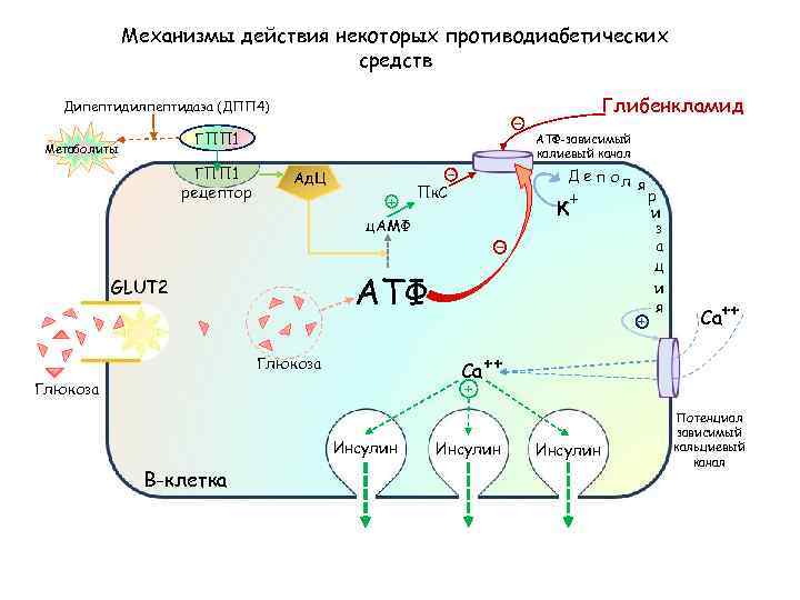 Механизмы действия некоторых противодиабетических средств Дипептидилпептидаза (ДПП 4) ГПП 1 Метаболиты ГПП 1 рецептор