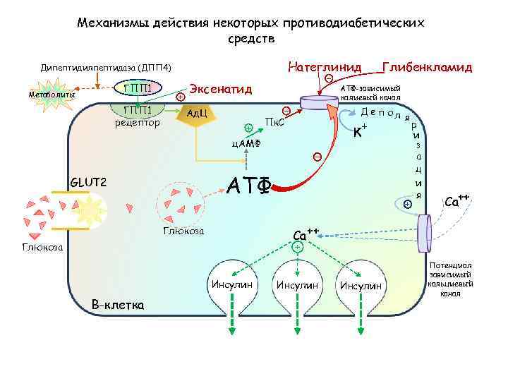 Механизмы действия некоторых противодиабетических средств Натеглинид _ Дипептидилпептидаза (ДПП 4) ГПП 1 Метаболиты ГПП