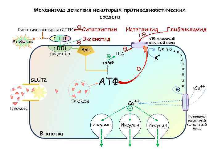 Механизмы действия некоторых противодиабетических средств Дипептидилпептидаза (ДПП 4) ГПП 1 Метаболиты ГПП 1 рецептор