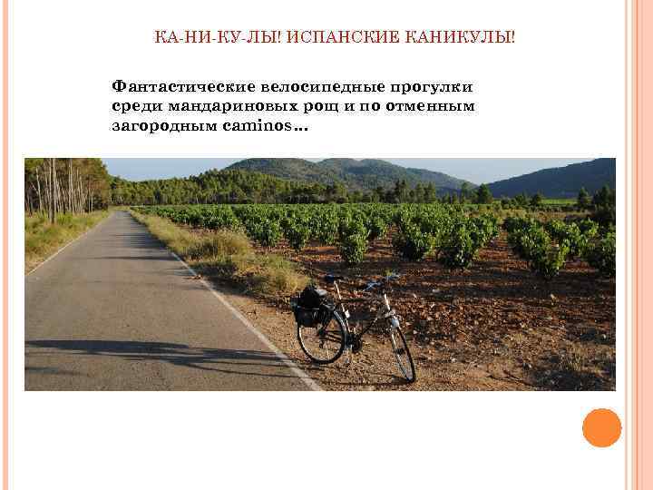 КА-НИ-КУ-ЛЫ! ИСПАНСКИЕ КАНИКУЛЫ! Фантастические велосипедные прогулки среди мандариновых рощ и по отменным загородным caminos…