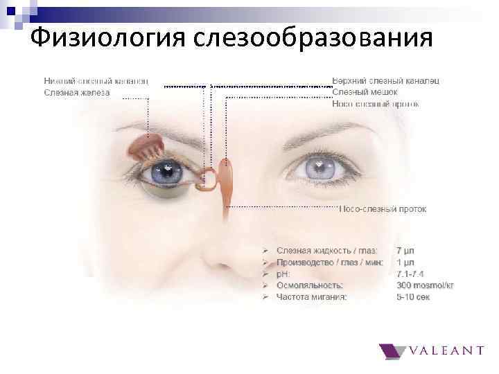 Физиология слезообразования 