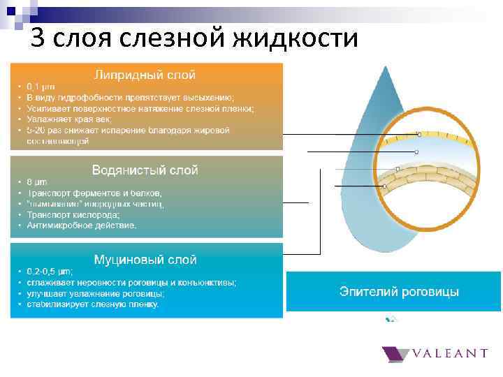 3 слоя слезной жидкости 