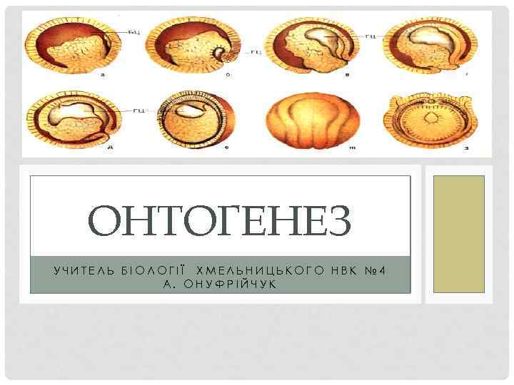 ОНТОГЕНЕЗ УЧИТЕЛЬ БІОЛОГІЇ ХМЕЛЬНИЦЬКОГО НВК № 4 А. ОНУФРІЙЧУК 