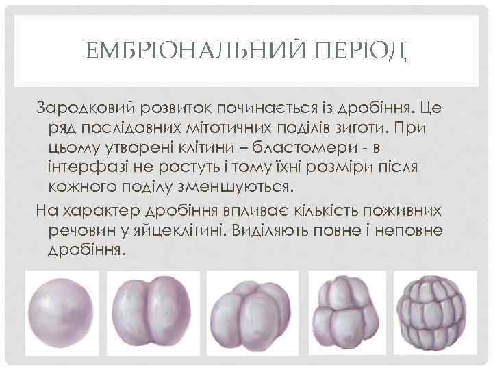 ЕМБРІОНАЛЬНИЙ ПЕРІОД Зародковий розвиток починається із дробіння. Це ряд послідовних мітотичних поділів зиготи. При