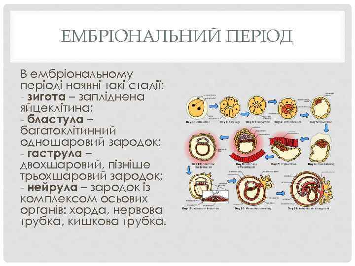 ЕМБРІОНАЛЬНИЙ ПЕРІОД В ембріональному періоді наявні такі стадії: - зигота – запліднена яйцеклітина; -
