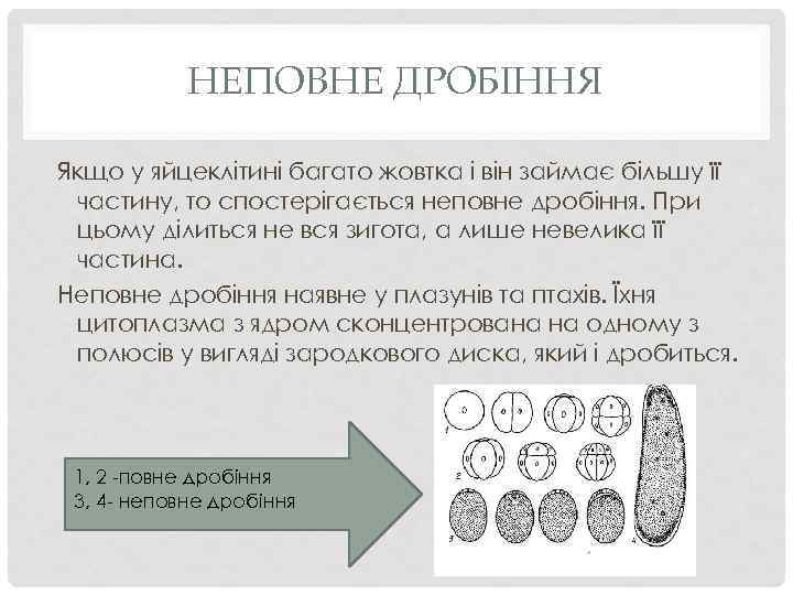 НЕПОВНЕ ДРОБІННЯ Якщо у яйцеклітині багато жовтка і він займає більшу її частину, то