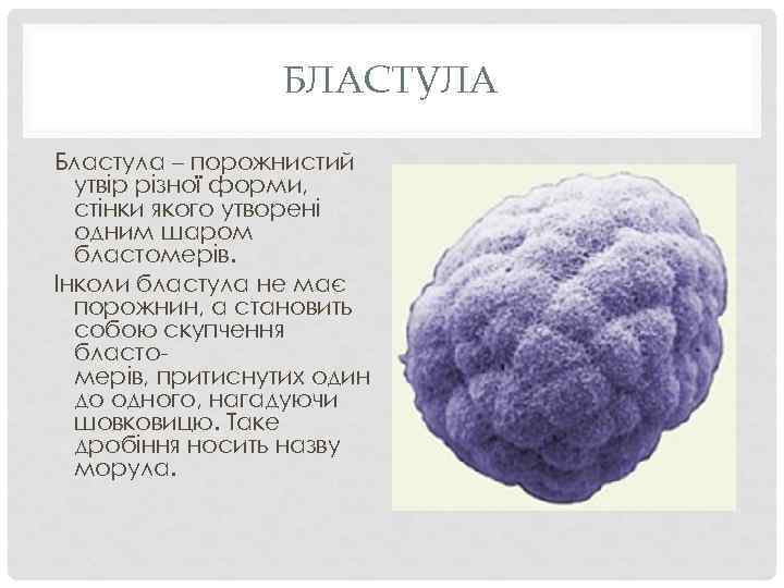 БЛАСТУЛА Бластула – порожнистий утвір різної форми, стінки якого утворені одним шаром бластомерів. Інколи