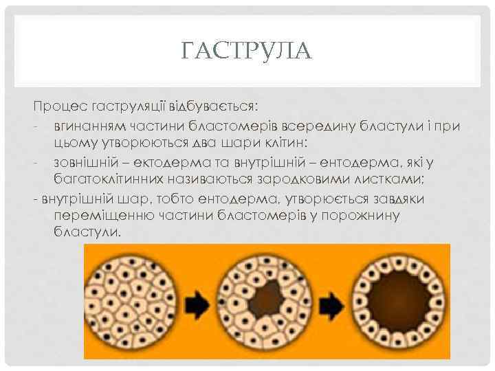 ГАСТРУЛА Процес гаструляції відбувається: - вгинанням частини бластомерів всередину бластули і при цьому утворюються