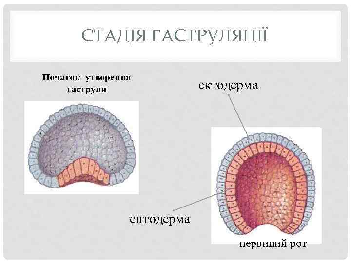 СТАДІЯ ГАСТРУЛЯЦІЇ Початок утворення гаструли ектодерма ентодерма первиний рот 