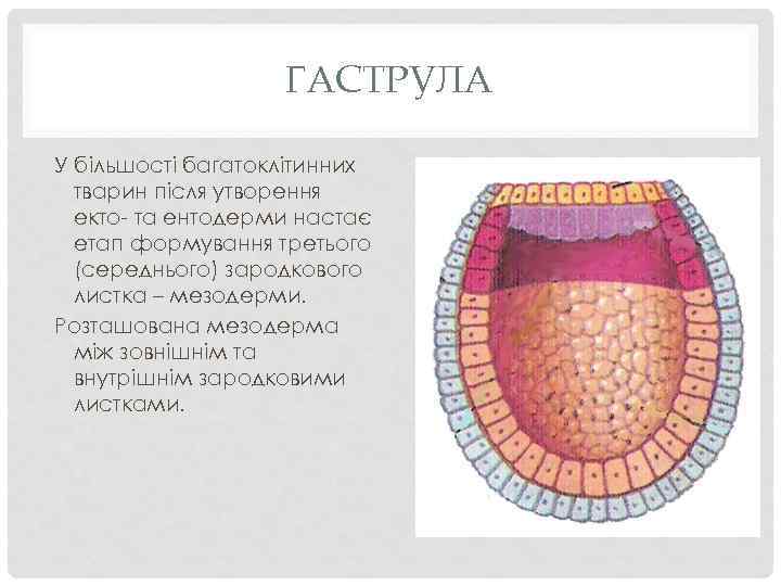 ГАСТРУЛА У більшості багатоклітинних тварин після утворення екто- та ентодерми настає етап формування третього