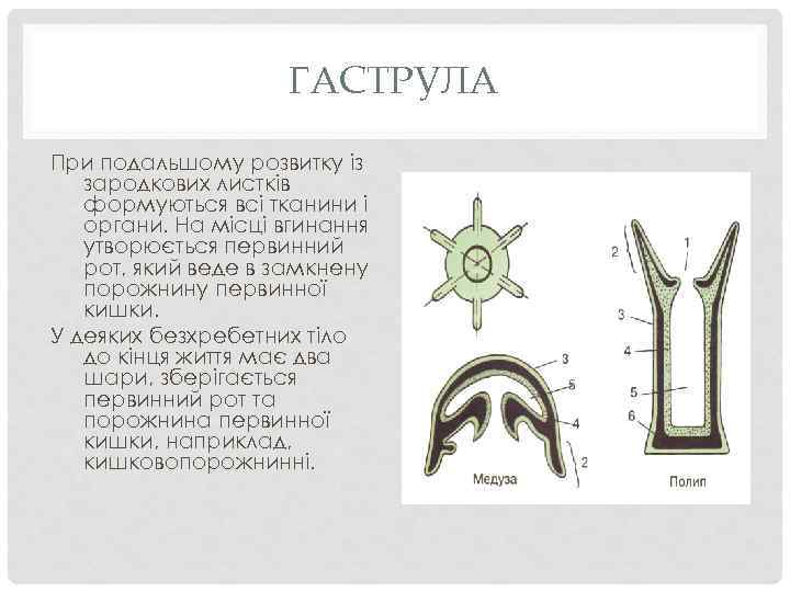 ГАСТРУЛА При подальшому розвитку із зародкових листків формуються всі тканини і органи. На місці