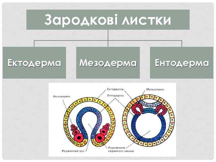 Зародкові листки Ектодерма Мезодерма Ентодерма 