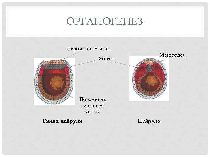 ОРГАНОГЕНЕЗ Нервова пластинка Хорда Мезодерма Порожнина первинної кишки Рання нейрула Нейрула 