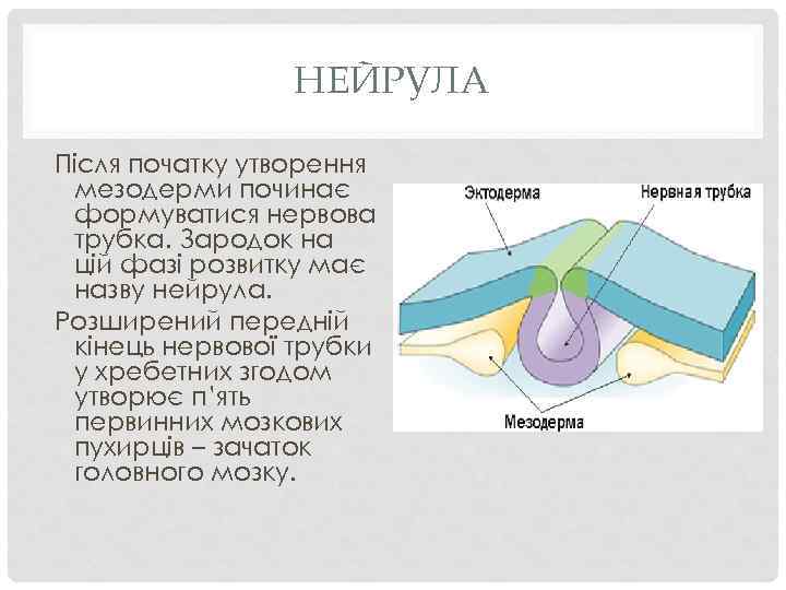 НЕЙРУЛА Після початку утворення мезодерми починає формуватися нервова трубка. Зародок на цій фазі розвитку