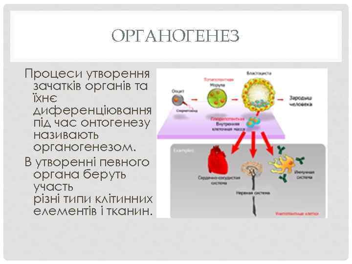 ОРГАНОГЕНЕЗ Процеси утворення зачатків органів та їхнє диференціювання під час онтогенезу називають органогенезом. В