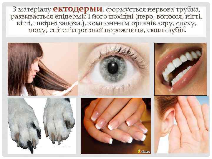 З матеріалу ектодерми, формується нервова трубка, развивається епідерміс і його похідні (перо, волосся, нігті,