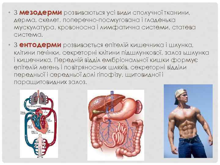  • З мезодерми розвиваються усі види сполучної тканини, дерма, скелет, поперечно-посмугована і гладенька