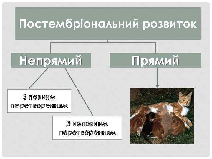 Постембріональний розвиток Непрямий З повним перетворенням З неповним перетворенням Прямий 