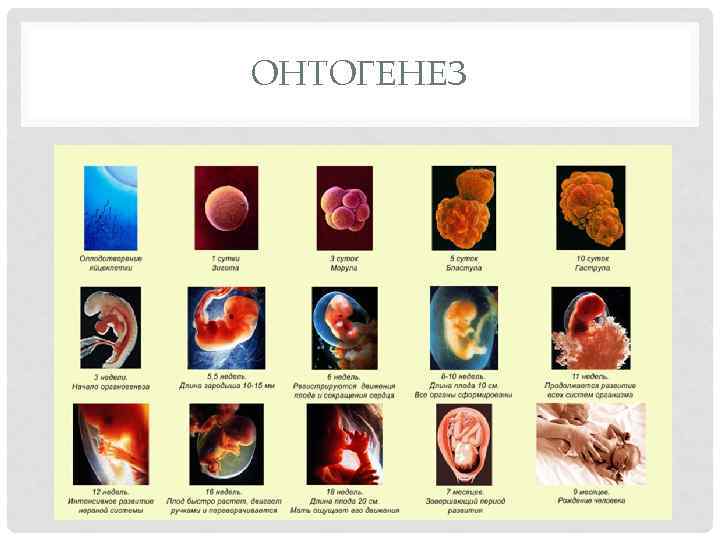ОНТОГЕНЕЗ 