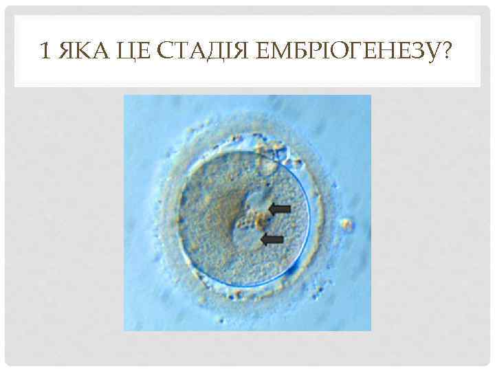 1 ЯКА ЦЕ СТАДІЯ ЕМБРІОГЕНЕЗУ? 
