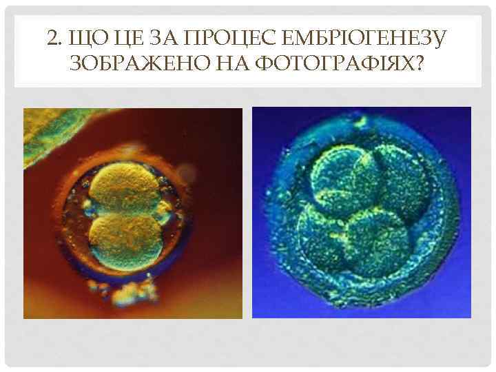 2. ЩО ЦЕ ЗА ПРОЦЕС ЕМБРІОГЕНЕЗУ ЗОБРАЖЕНО НА ФОТОГРАФІЯХ? 