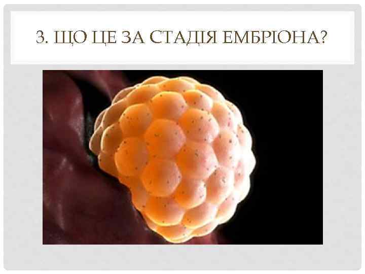 3. ЩО ЦЕ ЗА СТАДІЯ ЕМБРІОНА? 