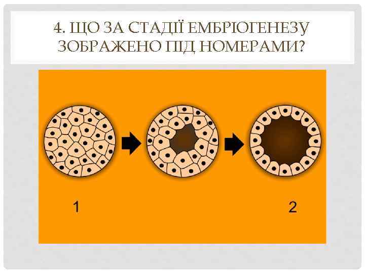 4. ЩО ЗА СТАДІЇ ЕМБРІОГЕНЕЗУ ЗОБРАЖЕНО ПІД НОМЕРАМИ? 