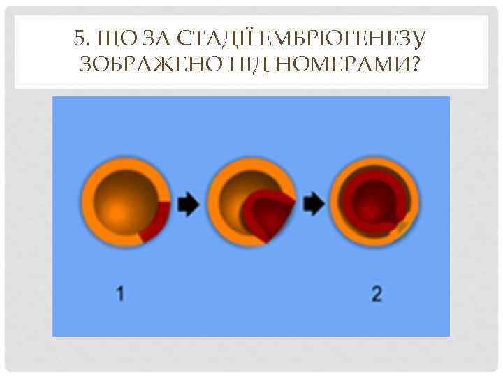 5. ЩО ЗА СТАДІЇ ЕМБРІОГЕНЕЗУ ЗОБРАЖЕНО ПІД НОМЕРАМИ? 