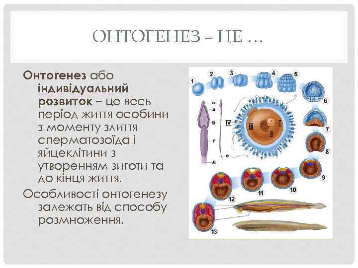 ОНТОГЕНЕЗ – ЦЕ … Онтогенез або індивідуальний розвиток – це весь період життя особини