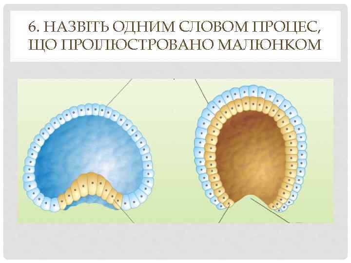 6. НАЗВІТЬ ОДНИМ СЛОВОМ ПРОЦЕС, ЩО ПРОІЛЮСТРОВАНО МАЛЮНКОМ 