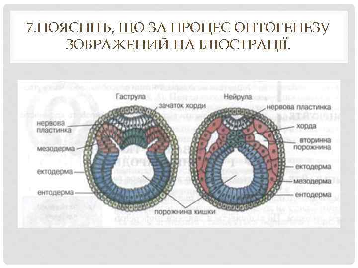 Строение нейрулы рисунок с подписями