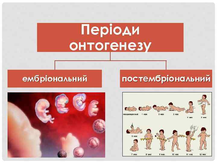 Періоди онтогенезу ембріональний постембріональний 