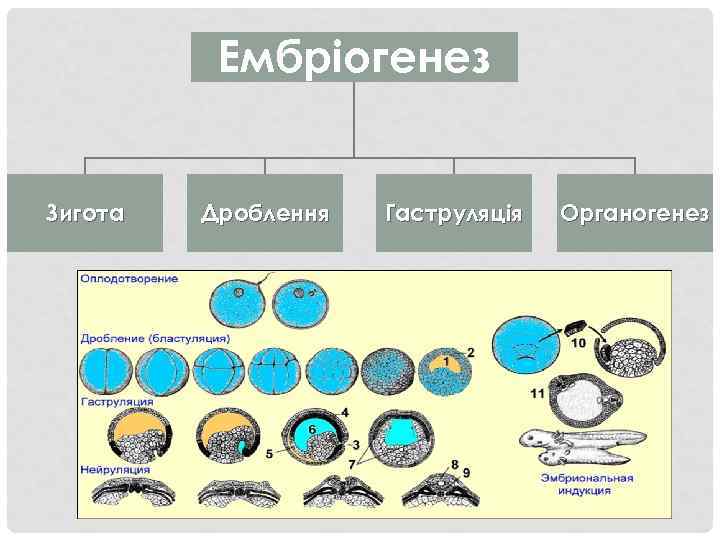 Дробление органогенез. Онтогенез органогенез. Органогенез зиготы. Органогенез, эмбриональная индукция. Органогенез это процесс формирования в онтогенезе.