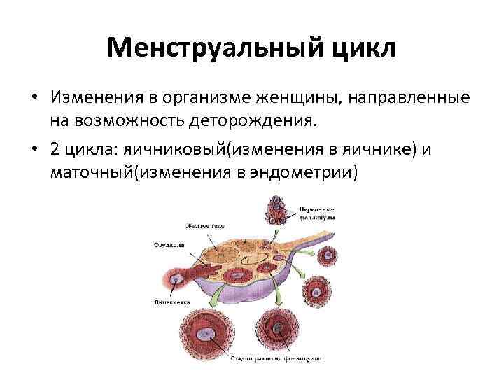 Изменение цикла. Менструальный цикл. Менструальный цикл яичниковый и маточный. Менструальный цикл изменения в яичнике. Менструальный цикл физиология.